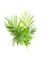 Parlor Palm