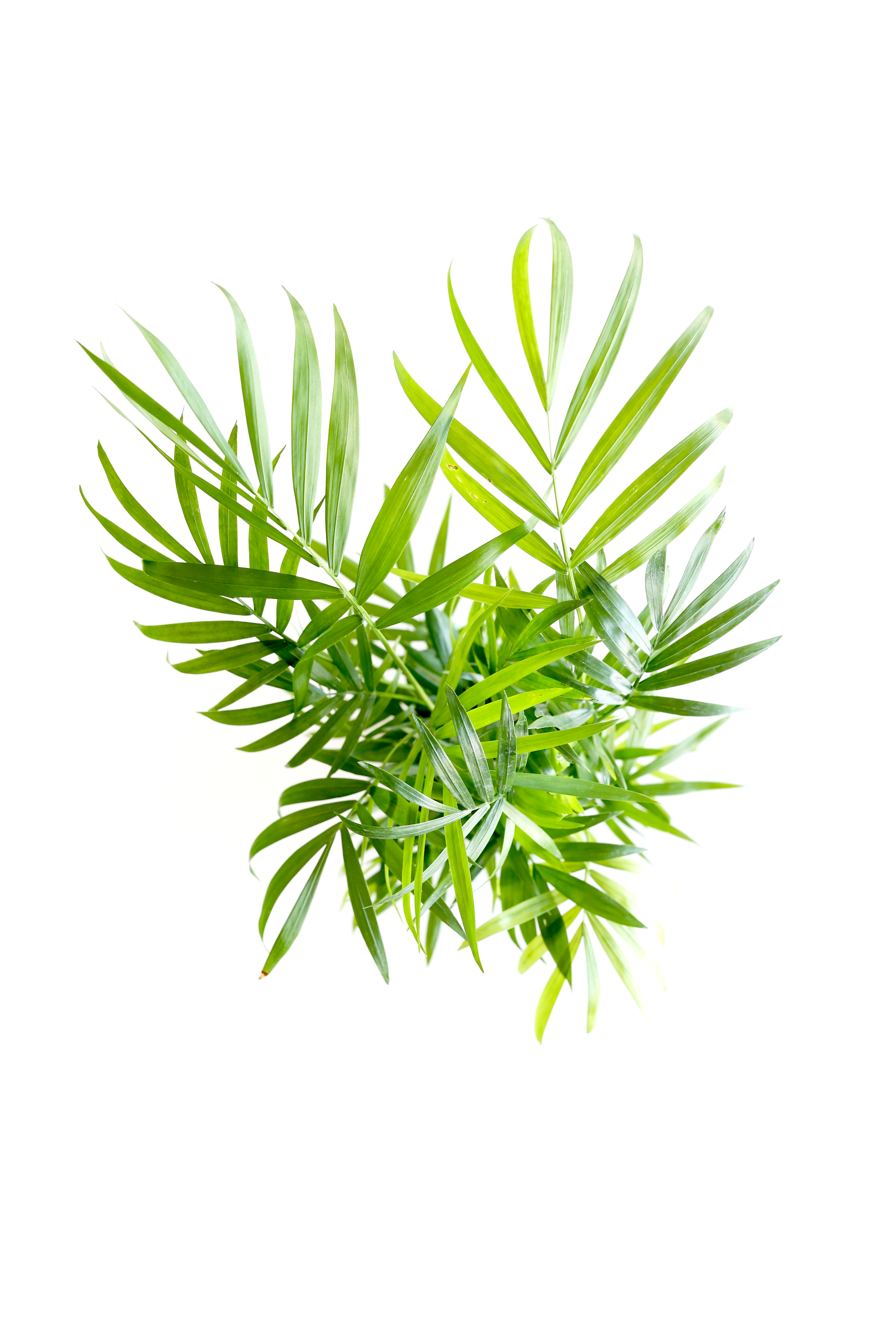 Parlor Palm