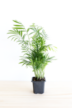 Parlor Palm