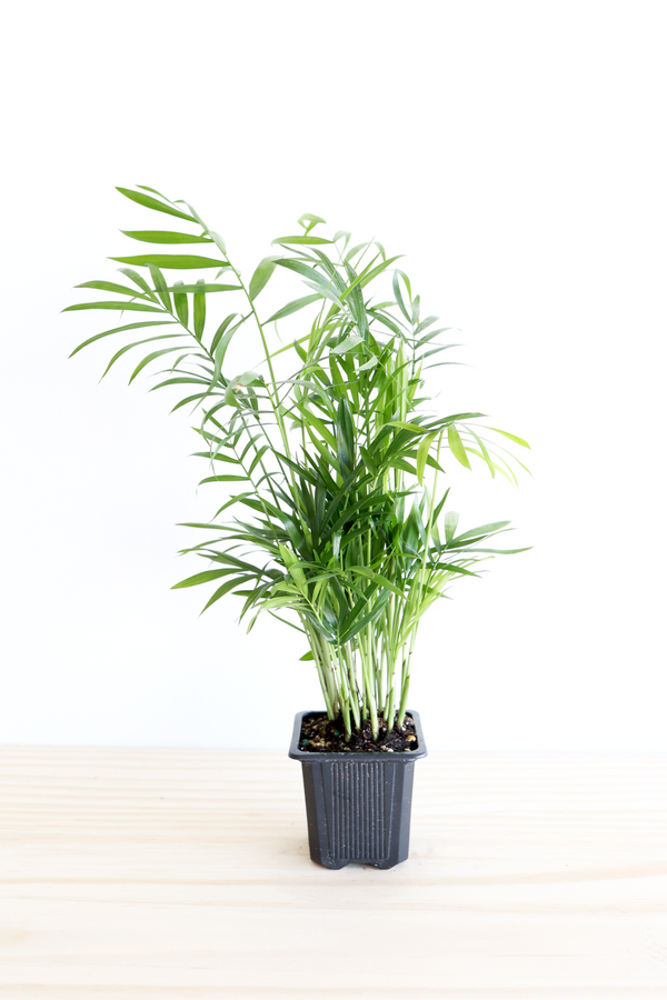 Parlor Palm